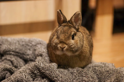 Close-up of rabbit