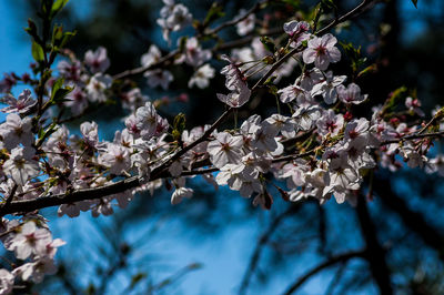 Close-up of cherry blossoms in spring