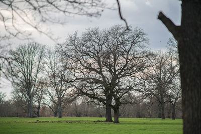 Bare trees on field in park against sky