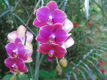 Close-up of pink orchid flowers