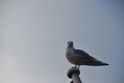 Low angle view of seagull perching on the sky