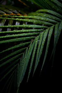 Close-up of wet plant during rainy season