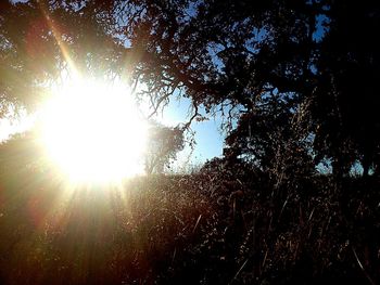 Sun shining through trees