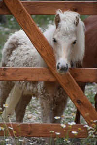 Horse standing in stable