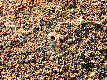 Full frame shot of pebbles on sand