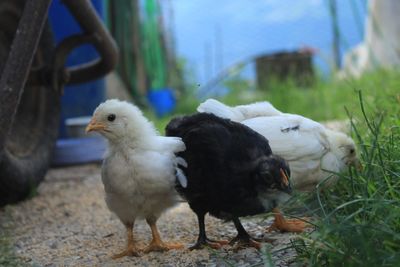 View of birds in the yard