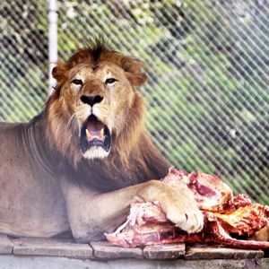 Lion relaxing in a zoo