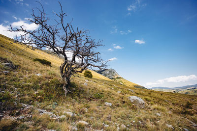 Low angle view of tree on mountain against sky