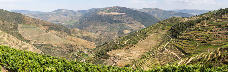 Scenic view of agricultural field