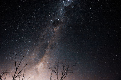 Low angle view of trees against sky at night