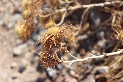 Close-up of dried plant