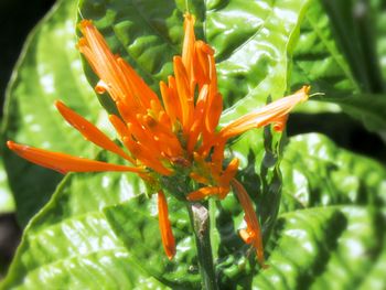 Close-up of orange day lily plant