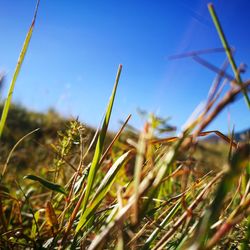 Close-up of grass in field against clear blue sky