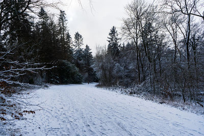 Bare trees on snow covered land against sky