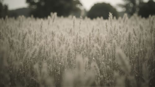plant