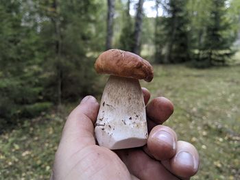 Close-up of hand holding mushroom growing in forest