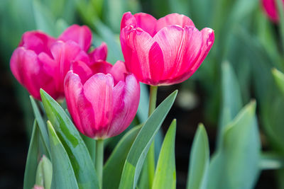 Close-up of pink tulips