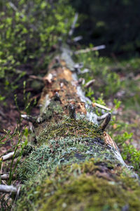 Close-up of moss growing on tree trunk