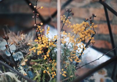 Close-up of white flowering plant