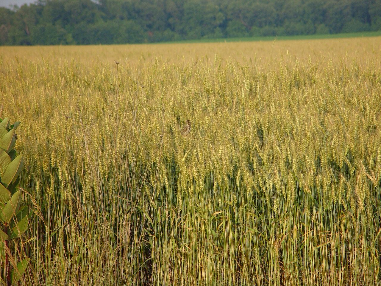 field, growth, grass, agriculture, rural scene, crop, farm, tranquility, nature, landscape, cereal plant, tranquil scene, beauty in nature, plant, wheat, cultivated land, scenics, growing, day, outdoors