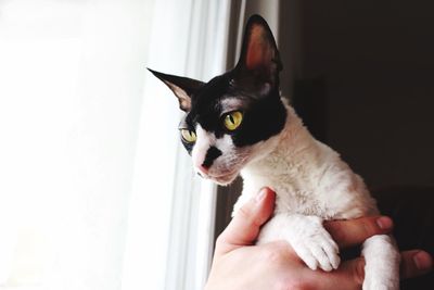 Close-up of hand holding cat at home