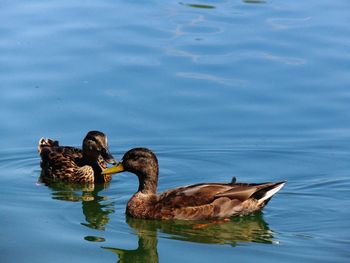 High angle view of female mallard ducks swimming on lake
