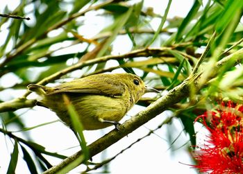 Low angle view of bird perching on tree