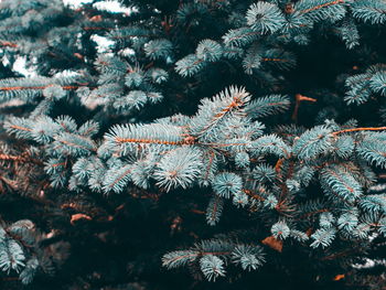 Full frame shot of pine tree during winter