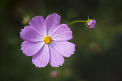 Close-up of purple flower