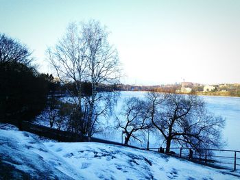 Bare trees on snow covered landscape