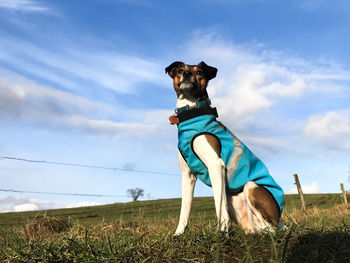 Low angle view of dog sitting on field against sky