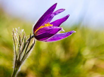 Close-up of purple flower
