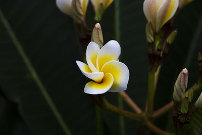 Close-up of white flowering plant