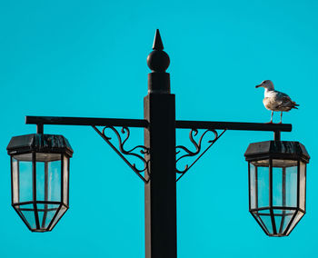 Bird perching on street light against blue sky