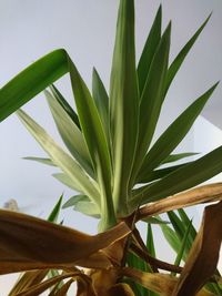 Close-up of plant against sky