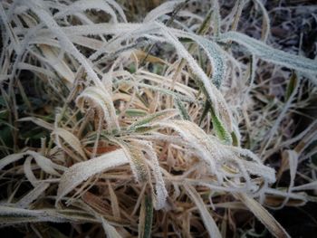 High angle view of dry leaves on field