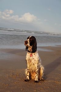 Dog on beach