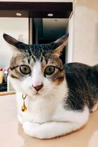 Close-up portrait of a cat at home