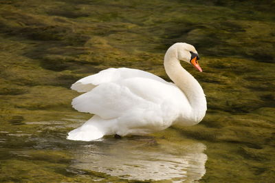 Swan floating on lake
