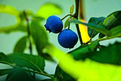 Close-up of fruits growing on shrub