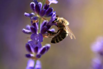 Close-up of bee pollinating on flower