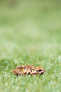 Close-up of grass in field