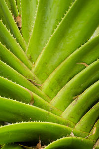 Full frame shot of cactus