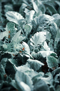 Full frame shot of snow on plant