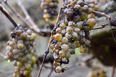 Close-up of berries on tree