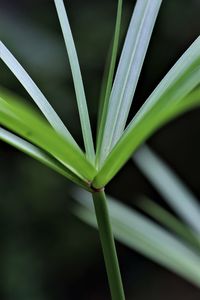 Close-up of leaves