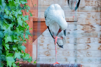 White bird perching on wall