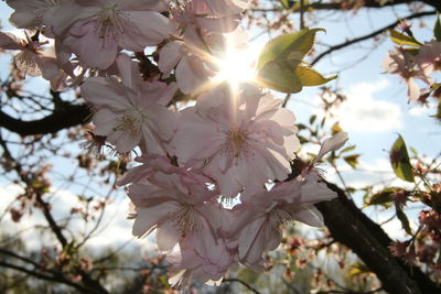 Low angle view of apple blossoms in spring