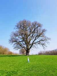 Tree on field against sky