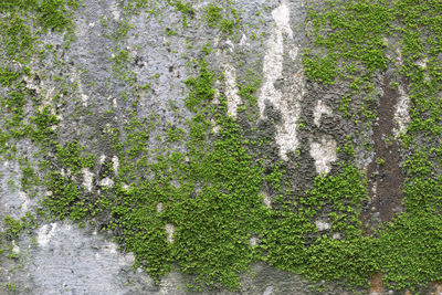 Full frame shot of moss growing on land